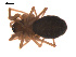 ( - 09PROBE-587)  @12 [ ] CreativeCommons - Attribution (2009) Gergin Blagoev, Centre for Biodiversity Genomics Centre for Biodiversity Genomics