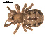  ( - 09PROBE-692)  @13 [ ] CreativeCommons - Attribution (2009) Gergin Blagoev, Centre for Biodiversity Genomics Centre for Biodiversity Genomics