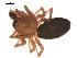 (Islandiana falsifica - 09PROBE-725)  @13 [ ] CreativeCommons - Attribution (2009) Gergin Blagoev, Centre for Biodiversity Genomics Centre for Biodiversity Genomics