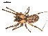  ( - 09PROBE-907)  @14 [ ] CreativeCommons - Attribution (2009) Gergin Blagoev, Centre for Biodiversity Genomics Centre for Biodiversity Genomics