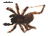  ( - 09PROBE-949)  @13 [ ] CreativeCommons - Attribution (2009) Gergin Blagoev, Centre for Biodiversity Genomics Centre for Biodiversity Genomics