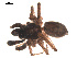  ( - 09PROBE-950)  @13 [ ] CreativeCommons - Attribution (2009) Gergin Blagoev, Centre for Biodiversity Genomics Centre for Biodiversity Genomics