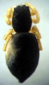  ( - CCDB-13330-F06)  @12 [ ] Copyright  E. Kuzmin 2011 Unspecified