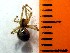  (Theridion pictum - CUSS-28)  @13 [ ] Unspecified (default): All Rights Reserved  Unspecified Unspecified