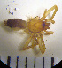  (Drassodes villosus - STEP-26)  @12 [ ] Unspecified (default): All Rights Reserved  Unspecified Unspecified