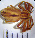  (Thanatus arenarius - STEP-127)  @14 [ ] Unspecified (default): All Rights Reserved  Unspecified Unspecified