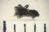  (Civizelotes pygmaeus - STEP-173)  @12 [ ] Unspecified (default): All Rights Reserved  Unspecified Unspecified
