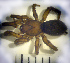  (Gnaphosa steppica - STEP-188)  @14 [ ] Unspecified (default): All Rights Reserved  Unspecified Unspecified