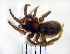  (Gnaphosa sp - STEP-195)  @13 [ ] Unspecified (default): All Rights Reserved  Unspecified Unspecified