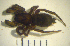  (Gnaphosa lucifuga - STEP-196)  @13 [ ] Unspecified (default): All Rights Reserved  Unspecified Unspecified