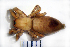  (Drassodes lutescens - STEP-381)  @13 [ ] Unspecified (default): All Rights Reserved  Unspecified Unspecified