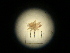  ( - STEP-506)  @12 [ ] Unspecified (default): All Rights Reserved  Unspecified Unspecified