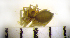  (Agyneta fuscipalpa - CCDB-12175-F05)  @12 [ ] Copyright  Y. Alekseenko 2011 Unspecified