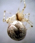 ( - CCDB-12174-A07)  @12 [ ] Copyright  E. Kuzmin 2011 Unspecified
