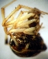  ( - CCDB-12174-G04)  @12 [ ] Copyright  E. Kuzmin 2011 Unspecified