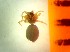 (Panamomops - bI-EL-57)  @11 [ ] Unspecified (default): All Rights Reserved  Unspecified Unspecified