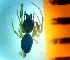  (Agyneta affinis - bII-EL-67)  @12 [ ] Unspecified (default): All Rights Reserved  Unspecified Unspecified