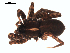  ( - 06-KADIR-D08)  @12 [ ] CreativeCommons - Attribution  Gergin Blagoev, Centre for Biodiversity Genomics Unspecified