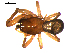  (Enoplognatha quadripunctata - 10BGSPI02-A09)  @12 [ ] CreativeCommons - Attribution (2010) Gergin Blagoev, Centre for Biodiversity Genomics Centre for Biodiversity Genomics