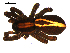 ( - 10BGSPI02-D10)  @13 [ ] CreativeCommons - Attribution (2010) Gergin Blagoev, Centre for Biodiversity Genomics Centre for Biodiversity Genomics