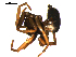  (Trachyzelotes pedestris - 10BGSPI02-H09)  @12 [ ] CreativeCommons - Attribution (2010) Gergin Blagoev, Centre for Biodiversity Genomics Centre for Biodiversity Genomics