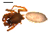  ( - 10BGSPI03-B02)  @12 [ ] CreativeCommons - Attribution (2010) Gergin Blagoev, Centre for Biodiversity Genomics Centre for Biodiversity Genomics