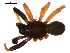  ( - 10BGSPI03-B06)  @12 [ ] CreativeCommons - Attribution (2010) Gergin Blagoev, Centre for Biodiversity Genomics Centre for Biodiversity Genomics