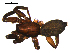  ( - 10BGSPI03-D03)  @13 [ ] CreativeCommons - Attribution (2010) Gergin Blagoev, Centre for Biodiversity Genomics Centre for Biodiversity Genomics