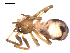  ( - 10BGSPI03-F07)  @12 [ ] CreativeCommons - Attribution (2010) Gergin Blagoev, Centre for Biodiversity Genomics Centre for Biodiversity Genomics