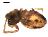  (Brigittea civica - 10BGSPI03-G05)  @12 [ ] CreativeCommons - Attribution (2010) Gergin Blagoev, Centre for Biodiversity Genomics Centre for Biodiversity Genomics