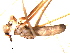  ( - 10BGSPI03-G11)  @11 [ ] CreativeCommons - Attribution (2010) Gergin Blagoev, Centre for Biodiversity Genomics Centre for Biodiversity Genomics
