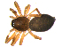 (Oedothorax agrestis - 10BGSPI04-F09)  @13 [ ] CreativeCommons - Attribution (2010) Gergin Blagoev, Centre for Biodiversity Genomics Centre for Biodiversity Genomics