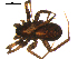  ( - 10BGSPI04-H01)  @12 [ ] CreativeCommons - Attribution (2010) Gergin Blagoev, Centre for Biodiversity Genomics Centre for Biodiversity Genomics