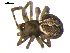  ( - 10BGSPI04-H10)  @12 [ ] CreativeCommons - Attribution (2010) Gergin Blagoev, Centre for Biodiversity Genomics Centre for Biodiversity Genomics