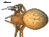  ( - BGSPI-01-B03)  @12 [ ] CreativeCommons - Attribution (2009) Gergin Blagoev, Centre for Biodiversity Genomics Centre for Biodiversity Genomics