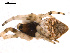  ( - BGSPI-01-D11)  @12 [ ] CreativeCommons - Attribution (2009) Gergin Blagoev, Centre for Biodiversity Genomics Centre for Biodiversity Genomics