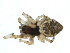  ( - BGSPI-01-D12)  @12 [ ] CreativeCommons - Attribution (2009) Gergin Blagoev, Centre for Biodiversity Genomics Centre for Biodiversity Genomics
