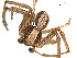  ( - BGSPI-01-H03)  @13 [ ] CreativeCommons - Attribution (2009) Gergin Blagoev, Centre for Biodiversity Genomics Centre for Biodiversity Genomics