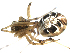  ( - BGSPI-02-B04)  @13 [ ] CreativeCommons - Attribution  Gergin Blagoev, Centre for Biodiversity Genomics Centre for Biodiversity Genomics