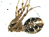  ( - BGSPI-02-B05)  @12 [ ] CreativeCommons - Attribution  Gergin Blagoev, Centre for Biodiversity Genomics Centre for Biodiversity Genomics