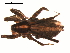  ( - BGSPI-03-A01)  @11 [ ] CreativeCommons - Attribution  Gergin Blagoev, Centre for Biodiversity Genomics Centre for Biodiversity Genomics