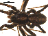  ( - BGSPI-03-A02)  @11 [ ] CreativeCommons - Attribution  Gergin Blagoev, Centre for Biodiversity Genomics Centre for Biodiversity Genomics
