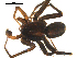  ( - BGSPI-03-A03)  @11 [ ] CreativeCommons - Attribution  Gergin Blagoev, Centre for Biodiversity Genomics Centre for Biodiversity Genomics