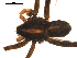  ( - BGSPI-03-A04)  @11 [ ] CreativeCommons - Attribution  Gergin Blagoev, Centre for Biodiversity Genomics Centre for Biodiversity Genomics