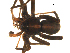  ( - BGSPI-03-A05)  @11 [ ] CreativeCommons - Attribution  Gergin Blagoev, Centre for Biodiversity Genomics Centre for Biodiversity Genomics