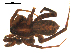  ( - BGSPI-03-A06)  @11 [ ] CreativeCommons - Attribution  Gergin Blagoev, Centre for Biodiversity Genomics Centre for Biodiversity Genomics