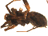  ( - BGSPI-03-A09)  @11 [ ] CreativeCommons - Attribution  Gergin Blagoev, Centre for Biodiversity Genomics Centre for Biodiversity Genomics