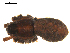  ( - BGSPI-03-A12)  @11 [ ] CreativeCommons - Attribution  Gergin Blagoev, Centre for Biodiversity Genomics Centre for Biodiversity Genomics