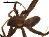  ( - BGSPI-03-B12)  @11 [ ] CreativeCommons - Attribution  Gergin Blagoev, Centre for Biodiversity Genomics Centre for Biodiversity Genomics