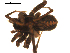  ( - BGSPI-03-C02)  @11 [ ] CreativeCommons - Attribution  Gergin Blagoev, Centre for Biodiversity Genomics Centre for Biodiversity Genomics